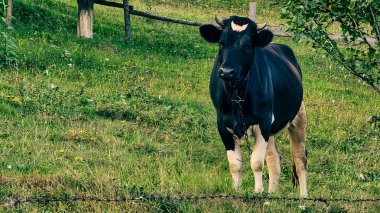 Dağlarda yeşil çayırlarda otlayan siyah inek.