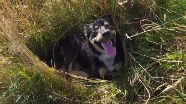 Arkasında bir dağ olan güzel bir manzara.