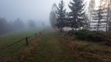 Sonbahar sisli manzarası, renkli ormanlar, sabahları ağaçlar.