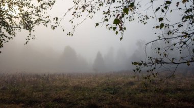 foggy autumn morning in the forest.