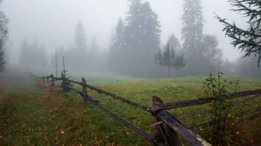 Ormanda sonbahar, sis, ağaçlar, yapraklar, sis, sis, dağlarda sabah, güzel manzara.