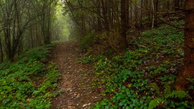 Sisli bir ormanda yol.