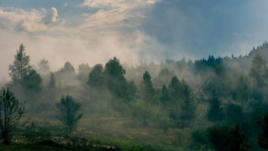 Ormanda sisli güzel bir manzara.