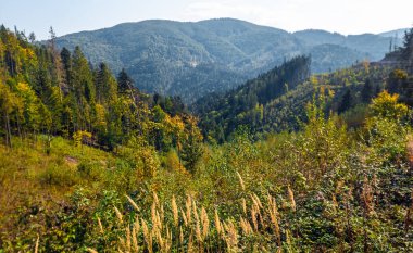 Dağlarda sonbahar ormanı