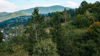 Ormanın güzel manzarası.