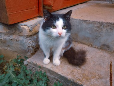 Sokaktaki kedi