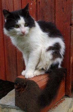 Beyaz gözlü siyah kedi ve tahta bir kutuda oturan kırmızı gözler.