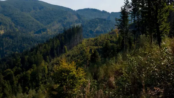 Yazın Karpat Dağları, güzel sonbahar ormanı