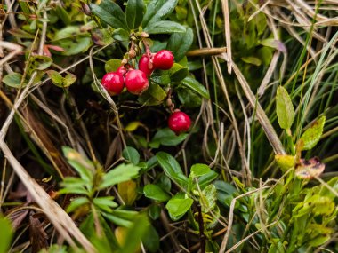 Yeşil çimlerin üzerinde yeşil böğürtlen olan kırmızı gül kalçası çalısı.