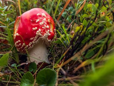 Kırmızı amanita ormanda