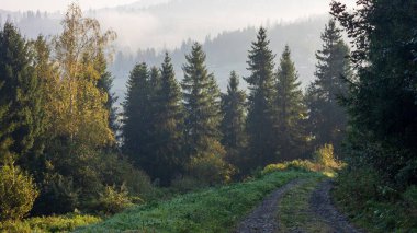 Ormanda güzel bir sabah
