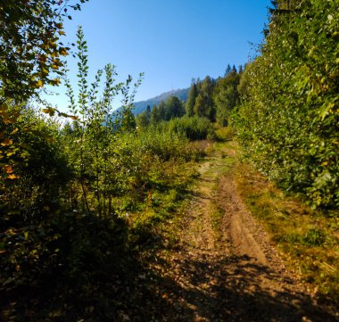 Ormandaki ahşap bir patikanın dikey resmi.