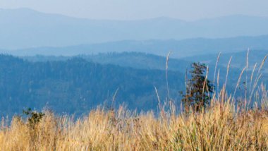 Sonbaharda dağda güzel bir orman