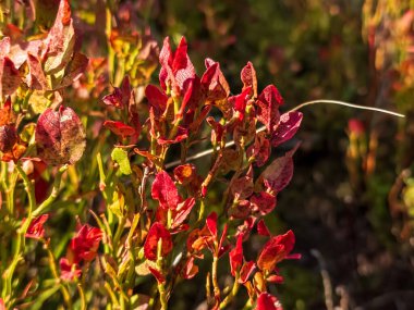 kırmızı ve yeşil yapraklar