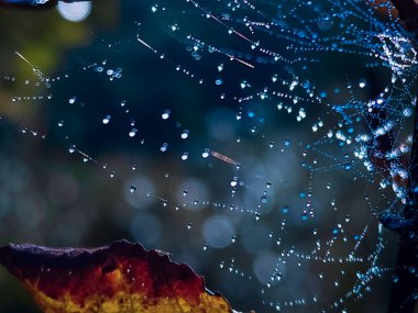 örümcek ağı ile çiy damlaları