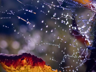 Bir dalda çiğ taneleri olan örümcek.