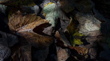 doku arka planı, yapraklar. sonbahar yaprakları