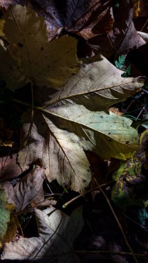 Sonbahar ormanı, dökülen yapraklar ve dallar