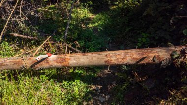 Ormanda ahşap çitler