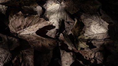 Ormanda güzel sonbahar yaprakları