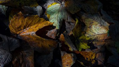 Bahçede sonbahar yaprakları