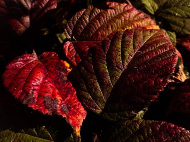 Sonbaharda güzel kırmızı yapraklar