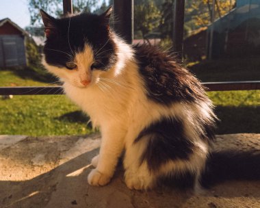 Kedi pencerenin kenarında yatar ve gün batımını seyreder.