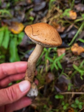 Ormanda, closeup mantar