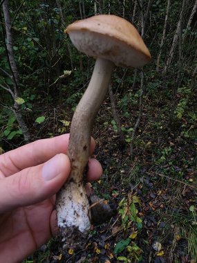 Ormanda beyaz mantar