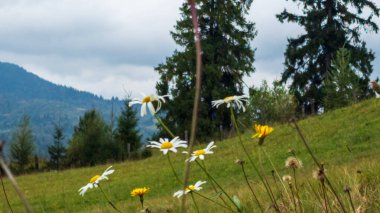 dağlarda beyaz çiçekler