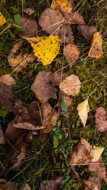 Yere düşen sarı yapraklar