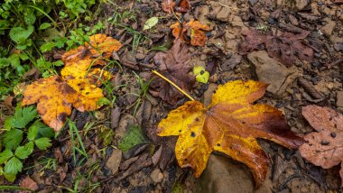 Sonbahar yaprakları yerde.