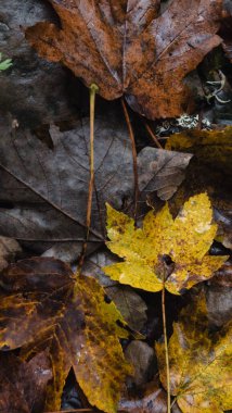 Renkli sonbahar yaprakları arkaplanı