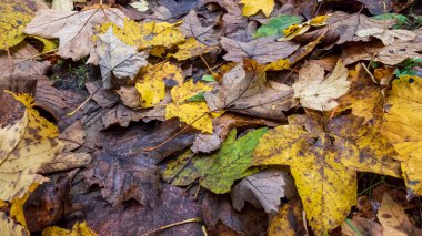 Sonbahar yaprakları arka plan. Sonbahar akçaağaç yaprağı dokusu.
