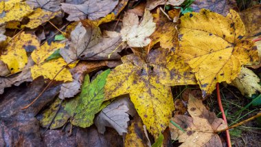 Ormanda sonbahar yaprakları