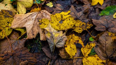 Yere düşen renkli yapraklar..