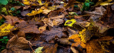 Sonbahar yaprakları, sonbahar bitkileri