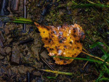 Ormanda ıslak bir zeminde sonbahar yaprakları