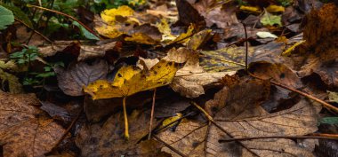 Ormanda sonbahar yaprakları