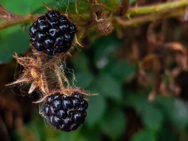 Bahçedeki siyah böğürtlen