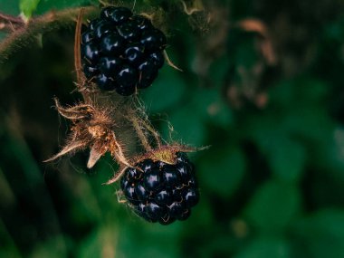 Olgun böğürtlenler yazın ormandaki çalılıklarda