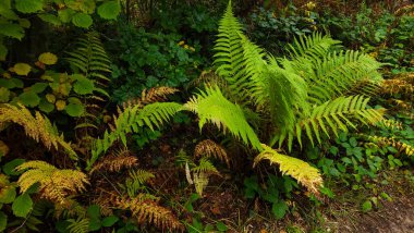 Parktaki yeşil orman