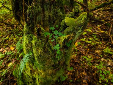 Ormanda yeşil ağaç gövdesi