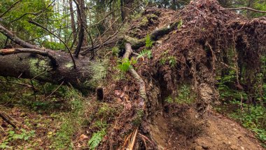 Yağmurdan sonra ormandaki kökler