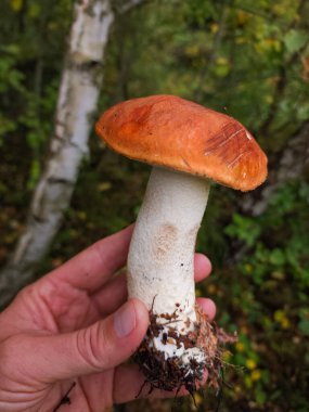 Sonbahar ormanında mantar. Kapat.