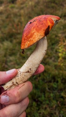 kırmızı - sarı mantar adamın elinde