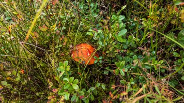 Ormandaki çimlerin üzerinde kırmızı mantar