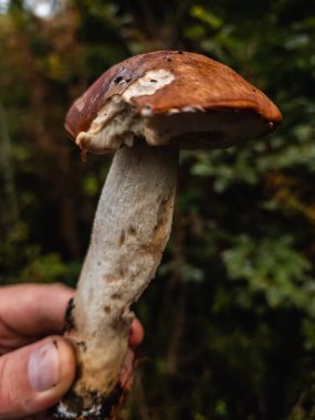 Ormanda büyüyen bir mantarın dikey yakın çekimi.