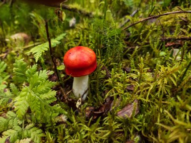 Ormanda yetişen kırmızı ve beyaz mantarın yakın plan çekimi.