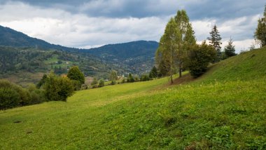 yeşil orman ve dağ manzarası